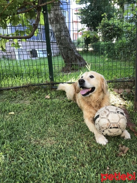 Golden Retriever, Köpek  Lex fotoğrafı