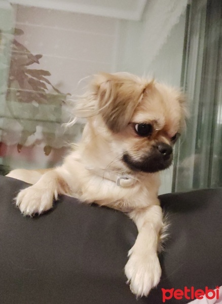 Tibetli Spaniel, Köpek  Petek fotoğrafı