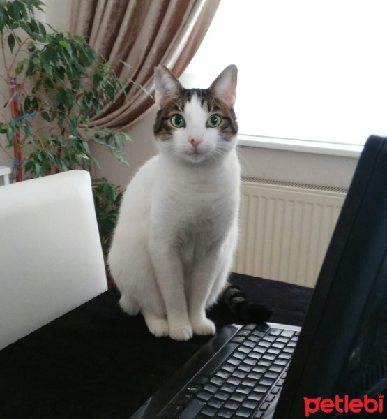 Tekir Kedi, Kedi  kızım fotoğrafı