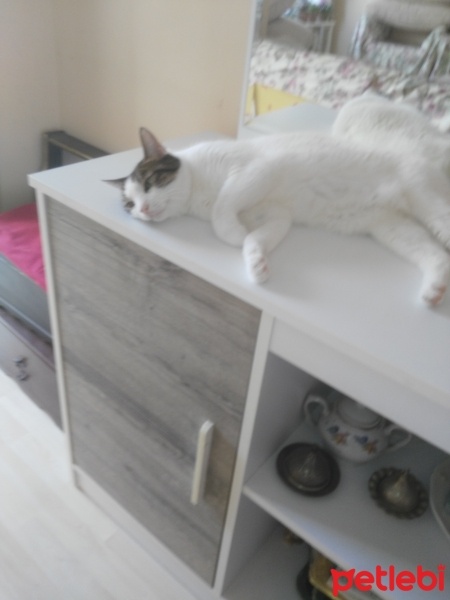 Tekir Kedi, Kedi  kızım fotoğrafı