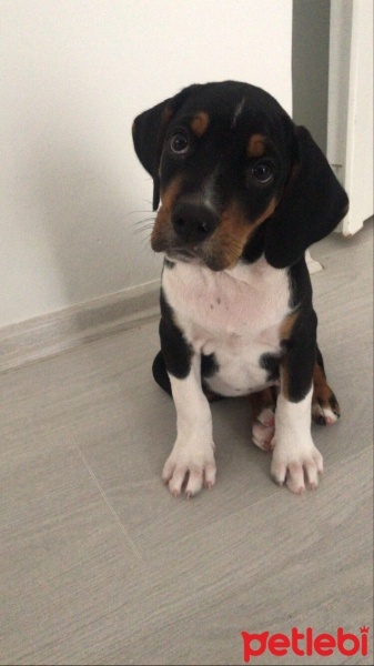 Beagle, Köpek  Jasper fotoğrafı