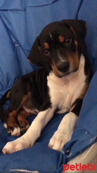 Beagle, Köpek  Jasper fotoğrafı