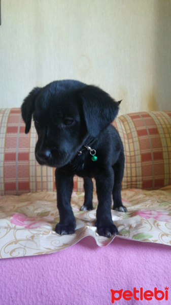 Labrador Retriever, Köpek  Zeytin fotoğrafı