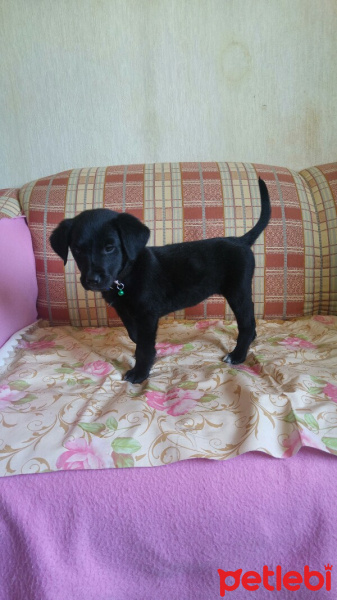 Labrador Retriever, Köpek  Zeytin fotoğrafı