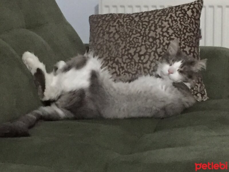 Norwegian Forest, Kedi  DUMAN fotoğrafı