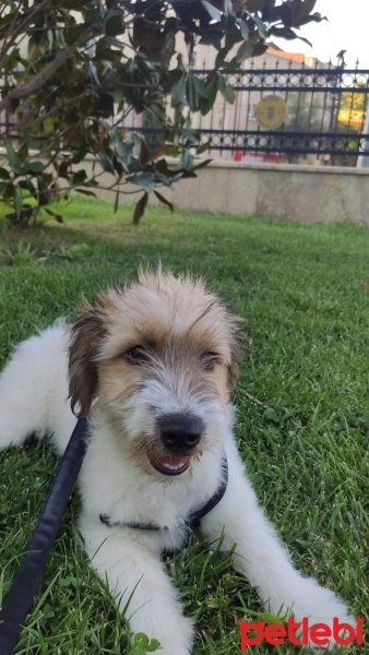 Jack Russell Terrier, Köpek  pamuk fotoğrafı