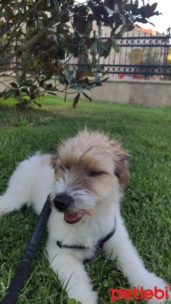 Jack Russell Terrier, Köpek  pamuk fotoğrafı