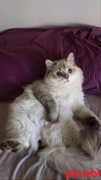 British Shorthair, Kedi  Tarık fotoğrafı