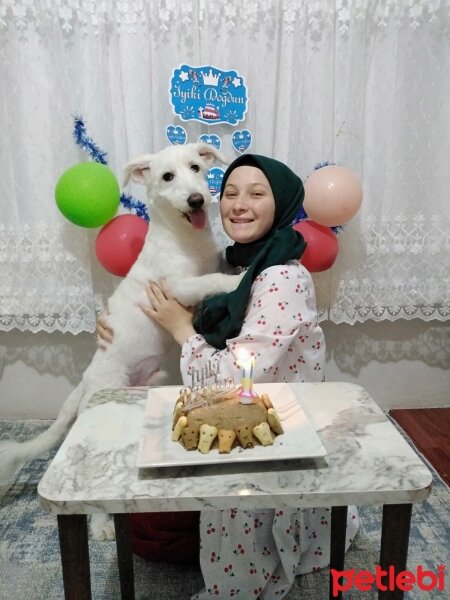 Fox Terrier (Smooth), Köpek  Paşa fotoğrafı