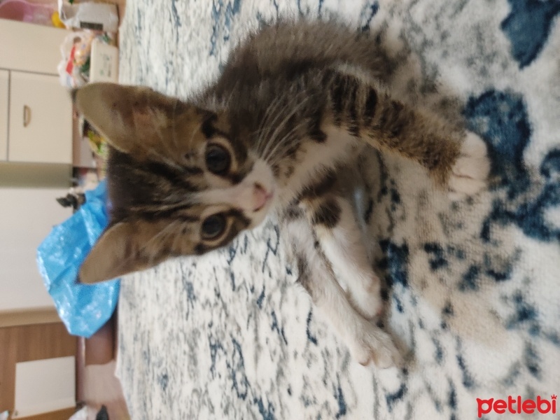 Tekir Kedi, Kedi  Şans fotoğrafı