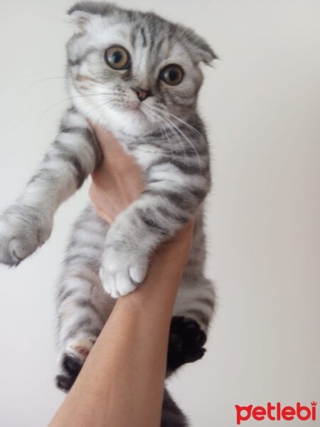 Scottish Fold, Kedi  Luna fotoğrafı