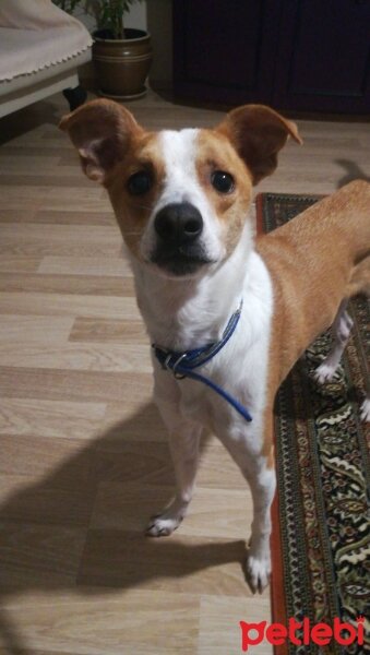 Jack Russell Terrier, Köpek  Tıfıl fotoğrafı