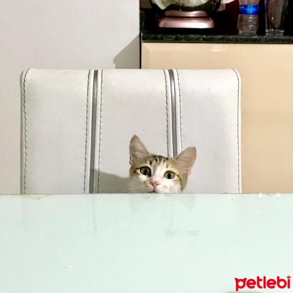 Tekir Kedi, Kedi  Bisküvi fotoğrafı