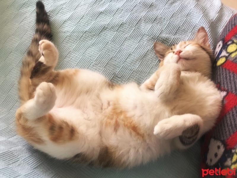 Tekir Kedi, Kedi  Bisküvi fotoğrafı