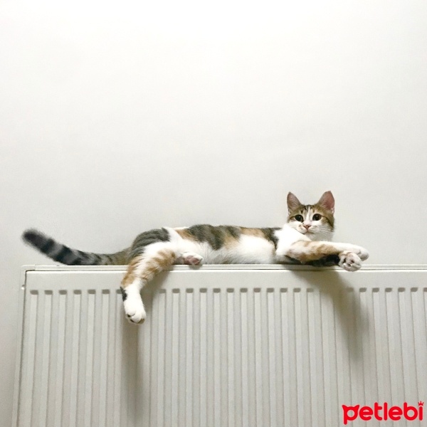 Tekir Kedi, Kedi  Bisküvi fotoğrafı