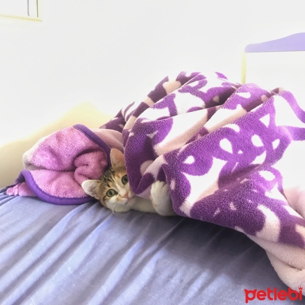 Tekir Kedi, Kedi  Bisküvi fotoğrafı