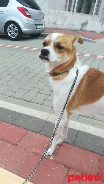 Jack Russell Terrier, Köpek  Bacchus fotoğrafı