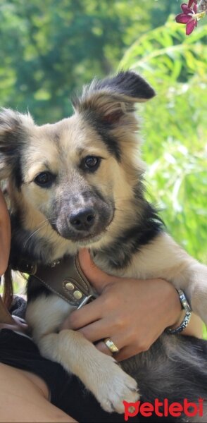 Sokö (Sokak Köpeği), Köpek  Maskot fotoğrafı