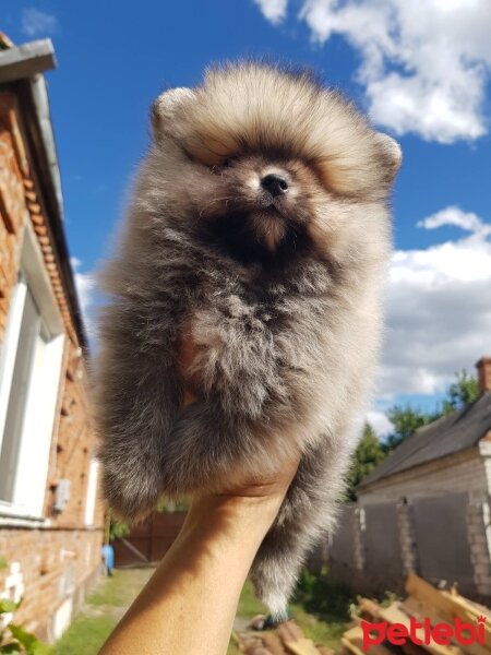 Pomeranyalı, Köpek  Pivo fotoğrafı