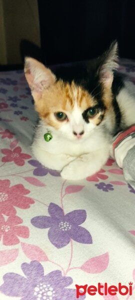 Tekir Kedi, Kedi  Mia fotoğrafı