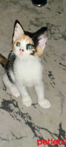 Tekir Kedi, Kedi  Mia fotoğrafı