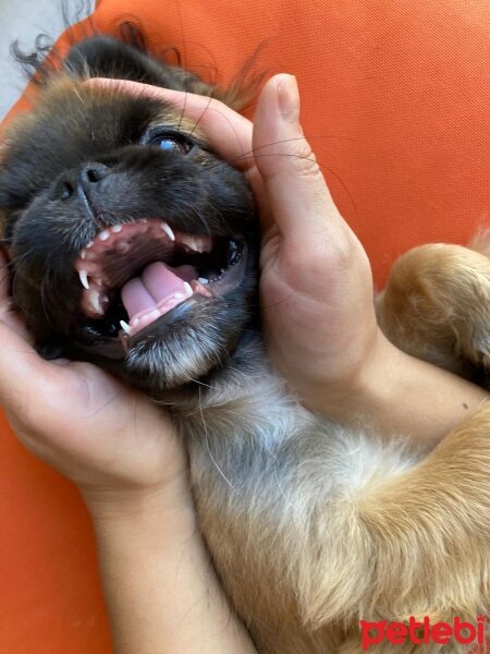 Pekingese, Köpek  Ruffy fotoğrafı