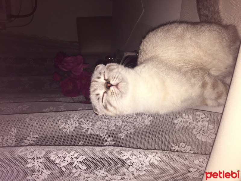 Scottish Fold, Kedi  Popi fotoğrafı