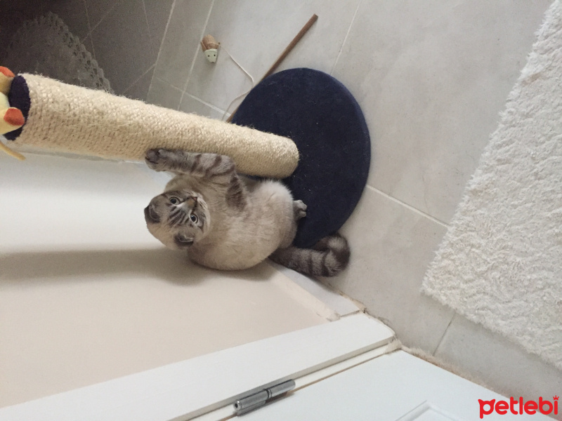 Scottish Fold, Kedi  Popi fotoğrafı
