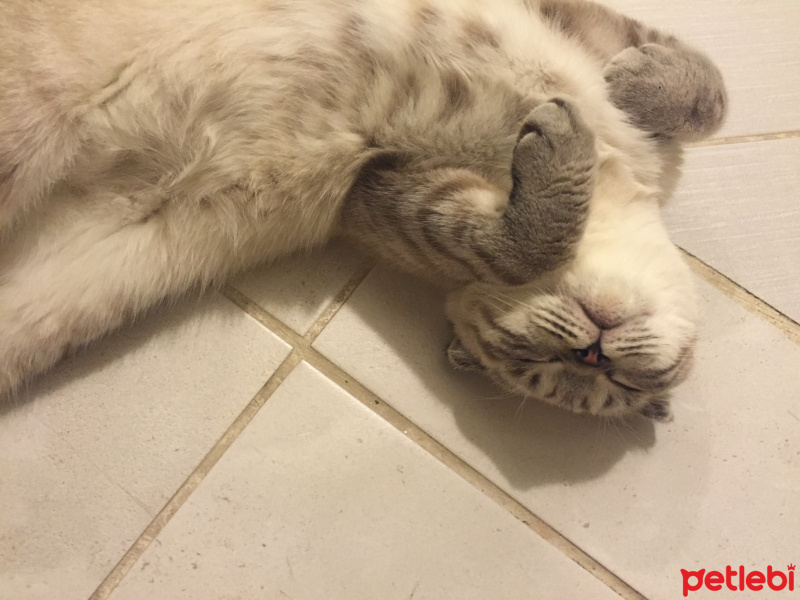 Scottish Fold, Kedi  Popi fotoğrafı