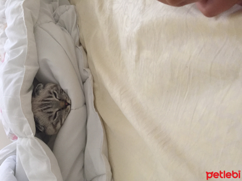 Scottish Fold, Kedi  Popi fotoğrafı