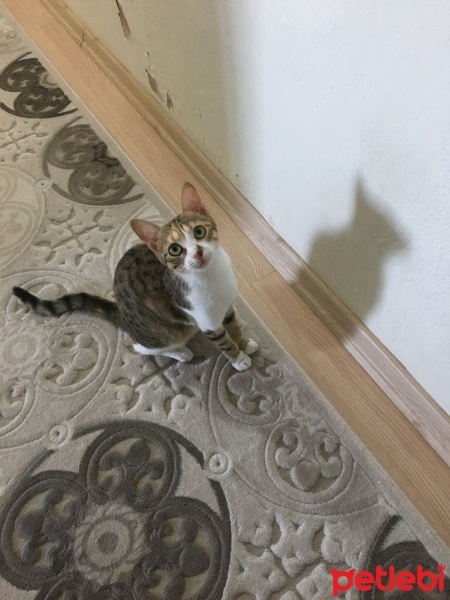 Tekir Kedi, Kedi  Şeker fotoğrafı