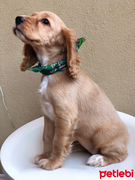 Amerikan Cocker Spaniel, Köpek  Eva fotoğrafı