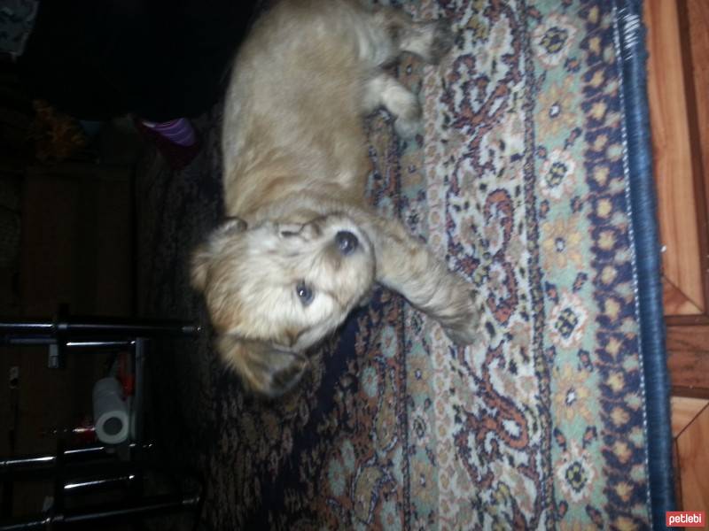 Norfolk Terrier, Köpek  paşa fotoğrafı