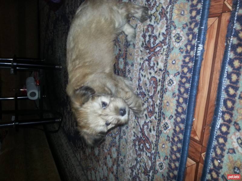 Norfolk Terrier, Köpek  paşa fotoğrafı