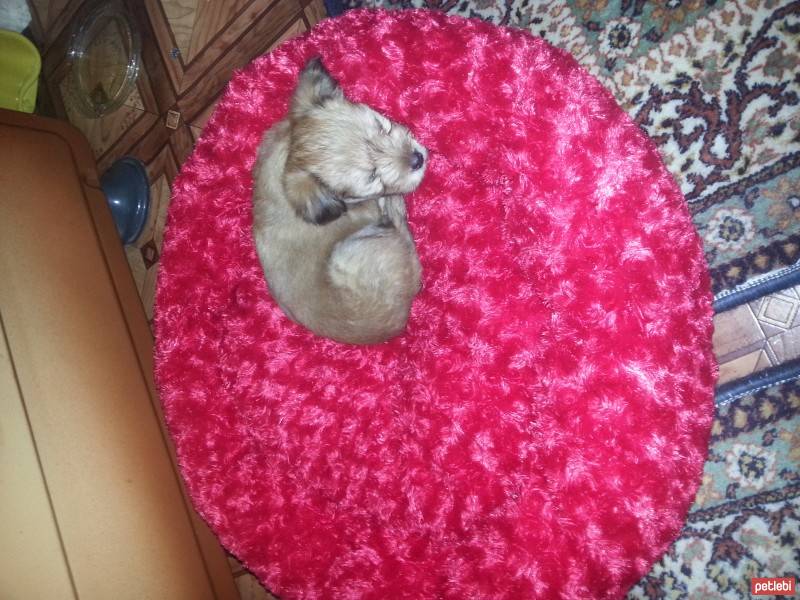 Norfolk Terrier, Köpek  paşa fotoğrafı