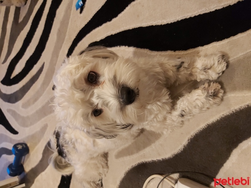 Maltese, Köpek  Kaju fotoğrafı