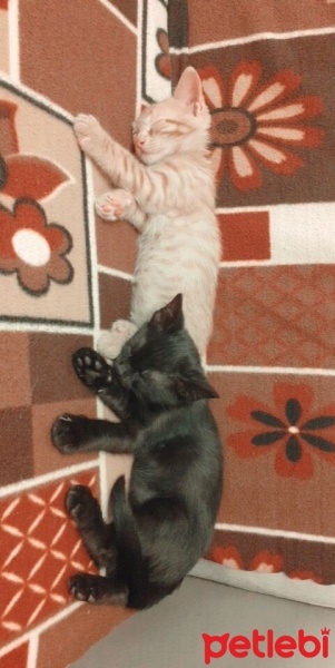 Tekir Kedi, Kedi  gece fotoğrafı