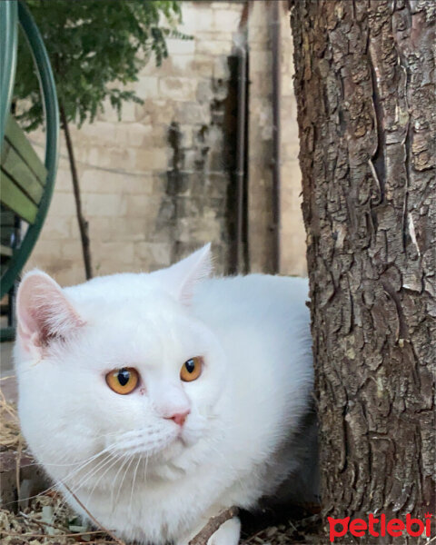 British Shorthair, Kedi  Dante Alighieri fotoğrafı