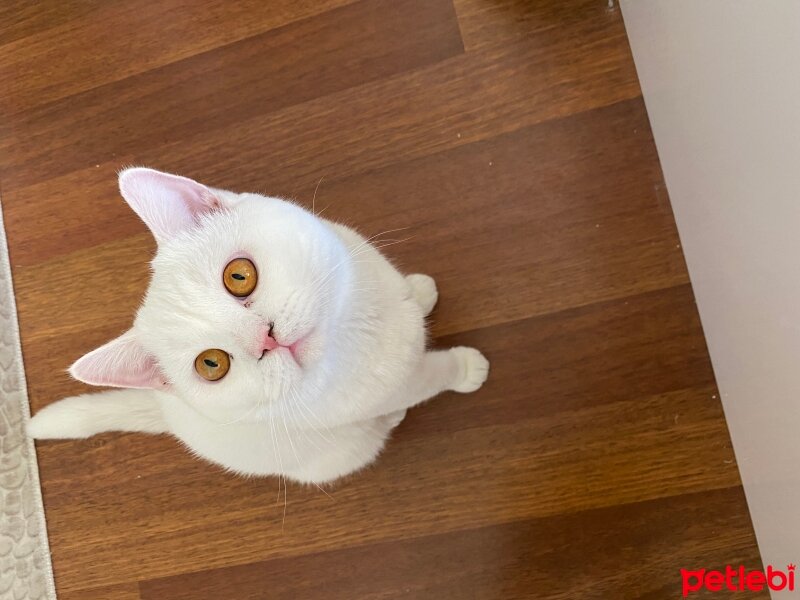 British Shorthair, Kedi  Dante Alighieri fotoğrafı