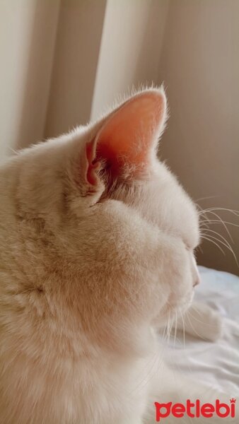 British Shorthair, Kedi  Dante Alighieri fotoğrafı