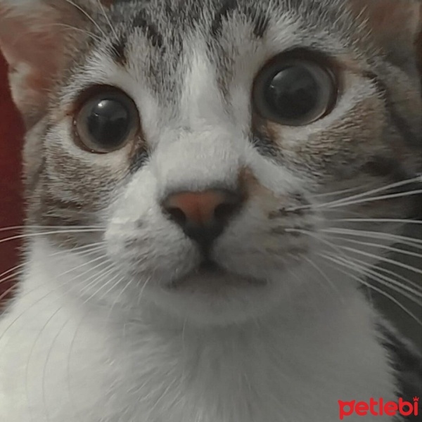 Tekir Kedi, Kedi  Zilli fotoğrafı