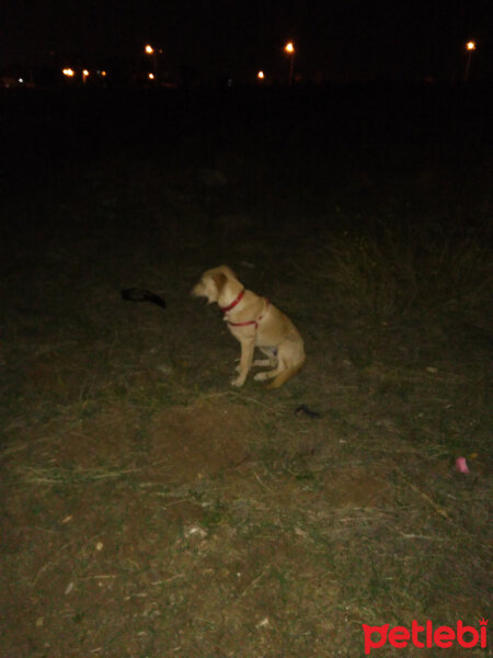 Golden Retriever, Köpek  Hera fotoğrafı