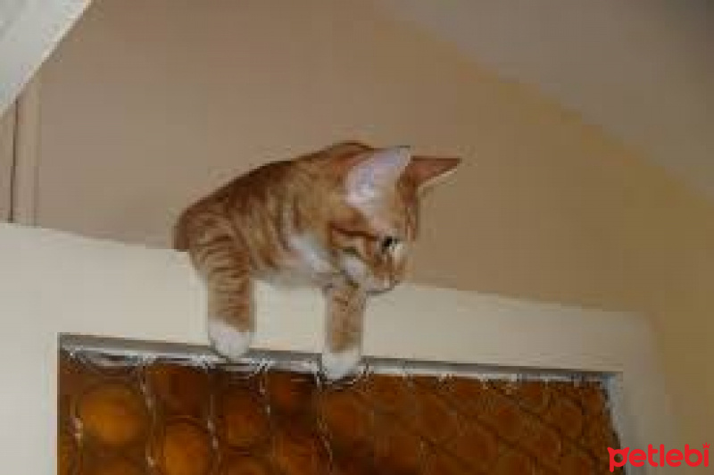 Soke, Kedi  hadrian fotoğrafı