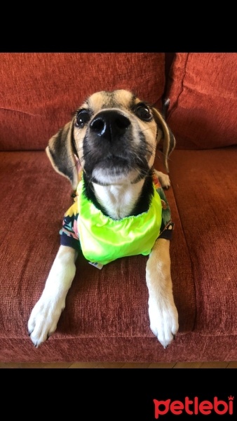 Sokö (Sokak Köpeği), Köpek  Redkit fotoğrafı
