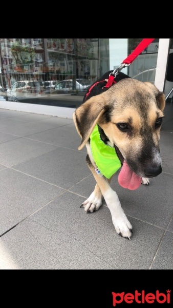 Sokö (Sokak Köpeği), Köpek  Redkit fotoğrafı