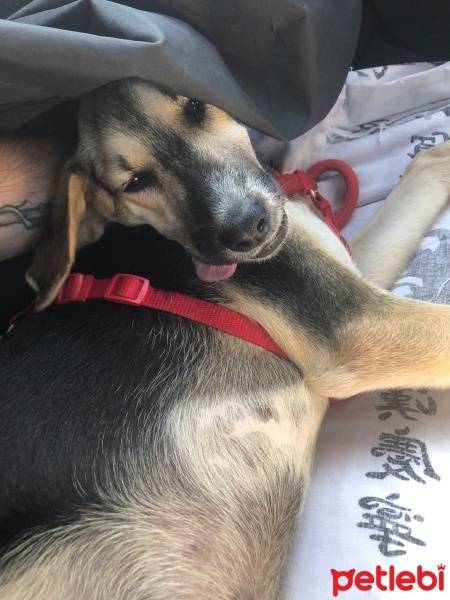 Sokö (Sokak Köpeği), Köpek  Redkit fotoğrafı