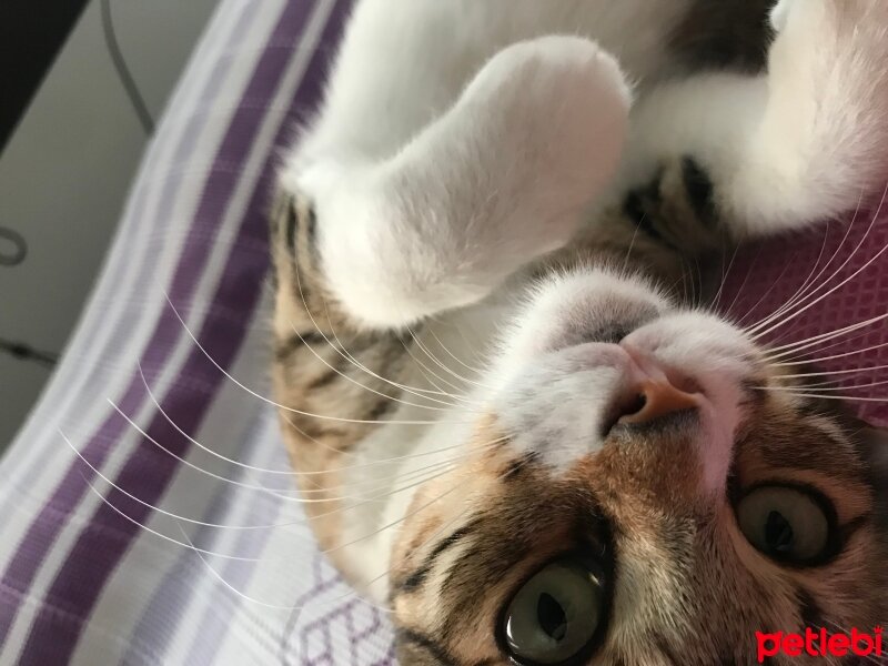 Tekir Kedi, Kedi  Çiltim fotoğrafı