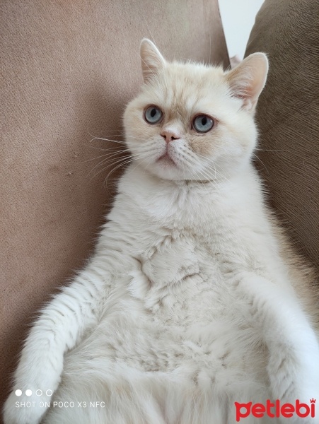 British Shorthair, Kedi  Boncuk fotoğrafı