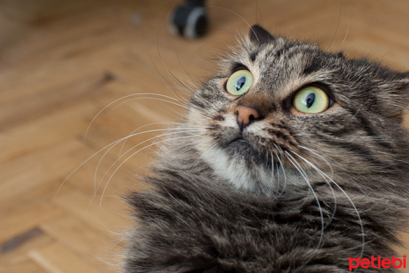 Soke, Kedi  cakır fotoğrafı