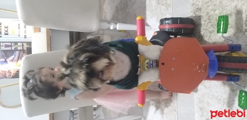 Shih Tzu, Köpek  CASPER fotoğrafı